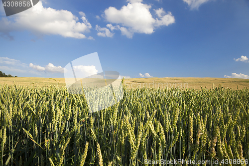 Image of Field with cereal