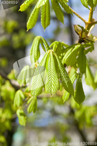 Image of green leaves of chestnut