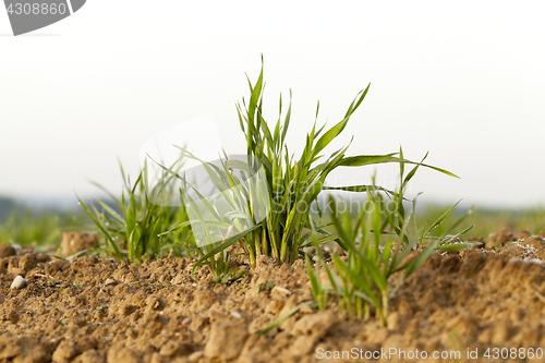 Image of young grass plants, close-up