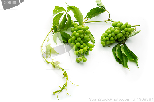 Image of Bunch of green wild grapes