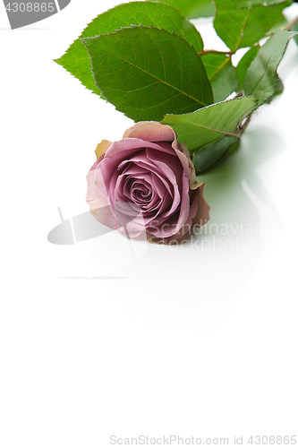 Image of Beautiful tea rose flower