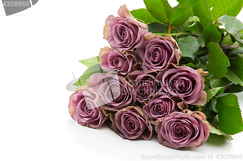 Image of Beautiful tea rose flowers