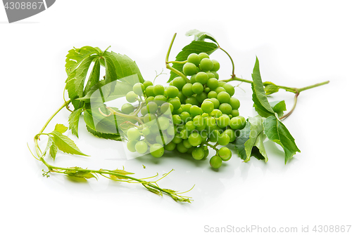 Image of Bunch of green wild grapes