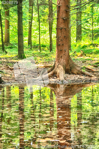 Image of forest and water 