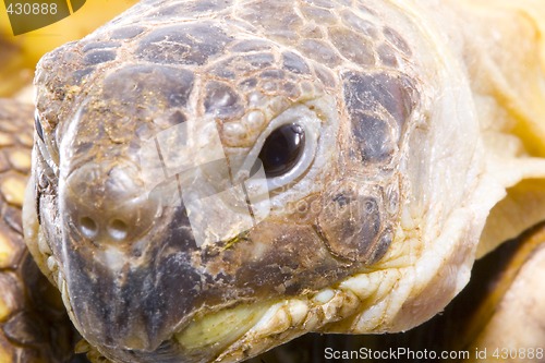 Image of Testudo horsfieldi