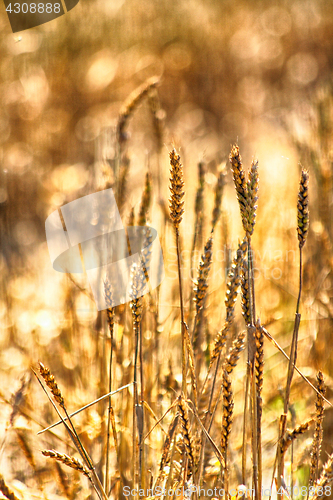 Image of golden corn background