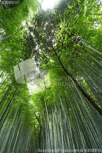 Image of Bamboo grove