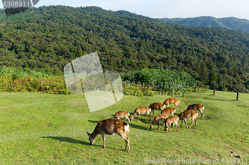 Image of Group of deer eating grass
