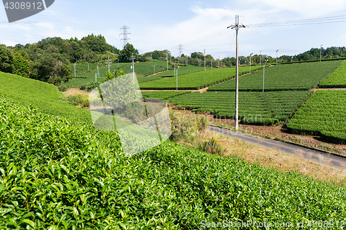 Image of Tea plantation background