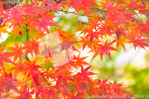 Image of Japanese maple