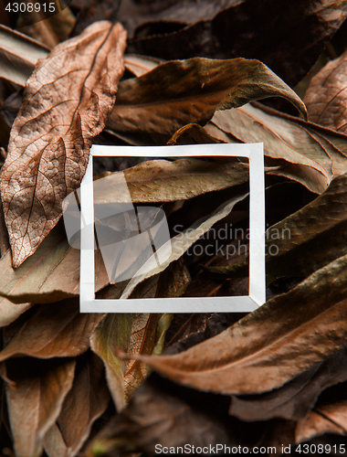 Image of Brown leaves with white border