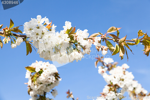 Image of flowering cherry branch on a blue sky