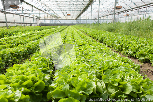 Image of culture of organic salad in greenhouses