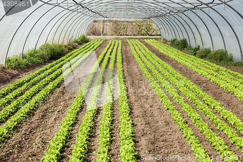 Image of culture of organic salad in greenhouses