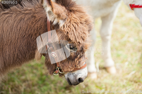 Image of donkey