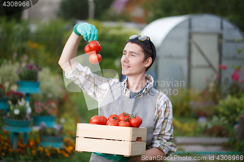 Image of Farmer with box of tomato