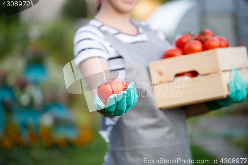 Image of Agronomist woman with red tomatoes