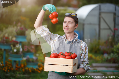 Image of Brunette with box of tomato