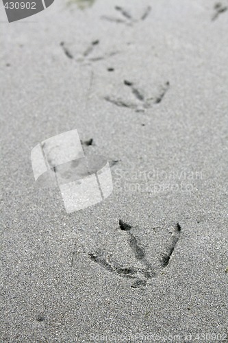 Image of Bird Footprints