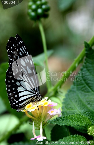 Image of Butterfly Perching