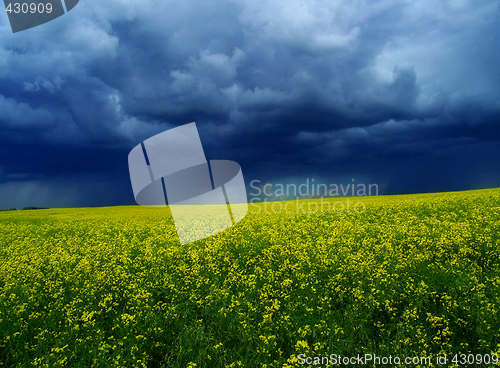 Image of Canola with Looming Storm