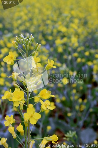 Image of Canola Crop