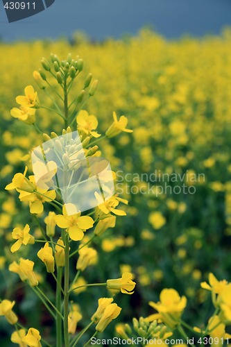 Image of Canola Under Stormy Skies