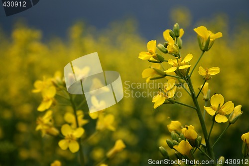 Image of Canola Flower