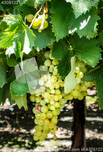 Image of Bunch of grape in a vine