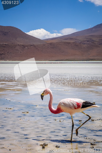 Image of Pink flamingos in laguna Honda, sud Lipez altiplano reserva, Bol