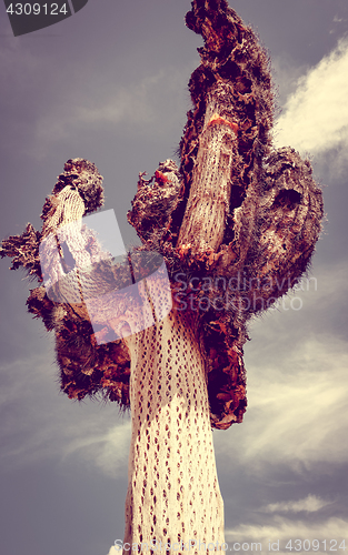 Image of Dry giant cactus in the desert, Argentina