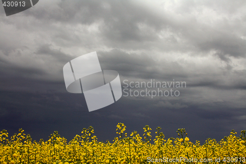 Image of Canola Beneath Storm Clouds