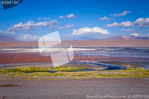 Image of Laguna colorada in sud Lipez Altiplano reserva, Bolivia