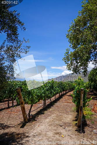 Image of vine field in cafayate, Argentina