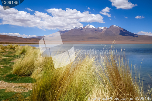 Image of Altiplano laguna in sud Lipez reserva, Bolivia