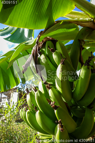 Image of Banana tree detail, easter island