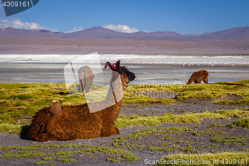 Image of Lamas herd in Laguna colorada, sud Lipez Altiplano reserva, Boli