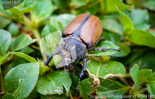 Image of Scarab close-up view