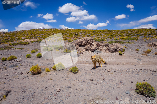 Image of Red fox in Altiplano desert, sud Lipez reserva, Bolivia