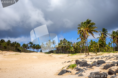 Image of Palm trees on Anakena beach, easter island