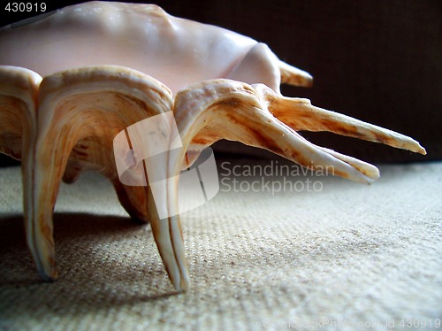 Image of Conch