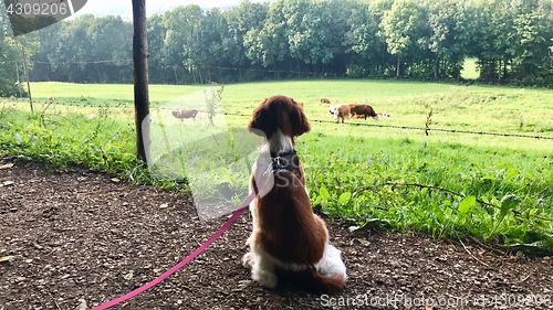 Image of Welsh Springer Spaniel puppy on the leash