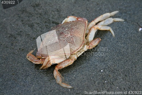 Image of Beach Crab