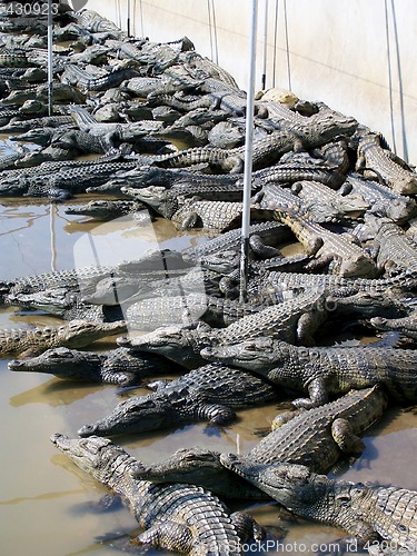 Image of Hundreds of Crocodiles