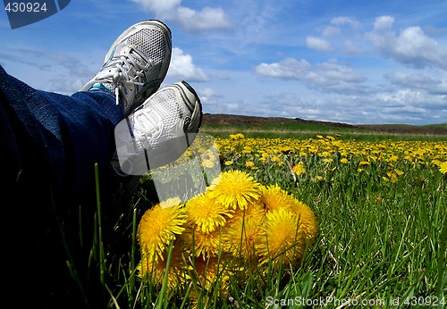 Image of Relaxing with the Dandelions