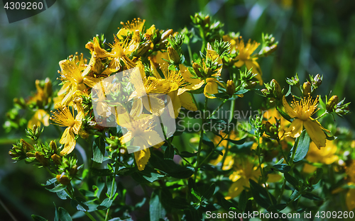 Image of Saint John\'s Wort In Bloom