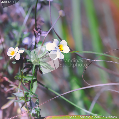 Image of Blooming Field Violet 