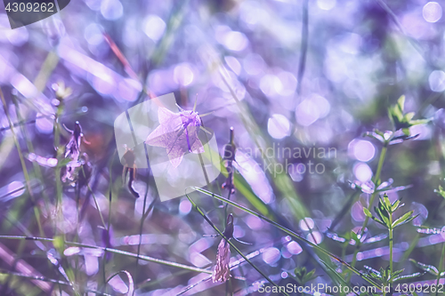 Image of Bell Flower Light Bokeh Background