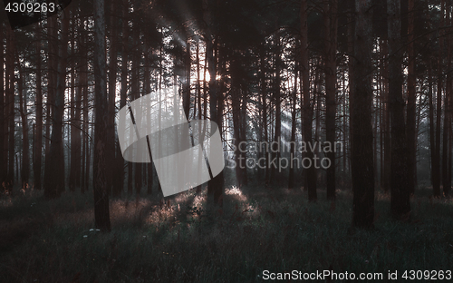 Image of Sunrays In The Dark Pine Forest