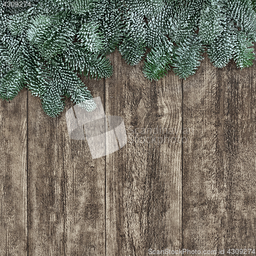 Image of Spruce Fir Background